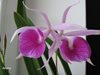 Blc.Morning Glory ‘Valentine Kiss’